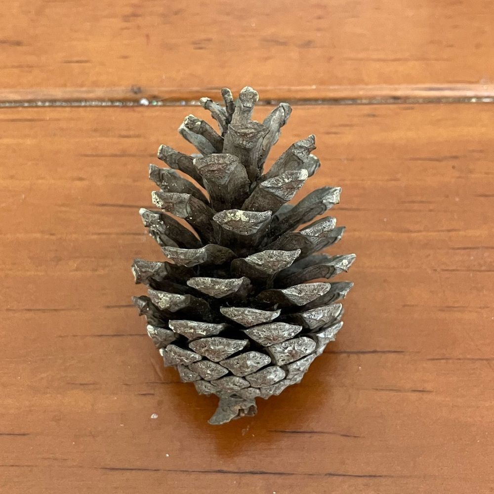 Small Pinecone